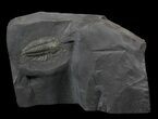 Pyritized Triarthrus Trilobite With Appendages - New York #62815-1